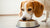 Why Will My Dog Only Eat Cat Food? Understanding the Phenomenon