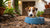 Why Won't My Dog Drink Out of His Water Bowl? Understanding and Overcoming the Obstacles to Hydration