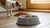 Why Won't My Dog Drink Water Out of His Bowl? Understanding the Causes and Solutions