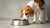 Why Won’t My Dog Eat All Her Food? Understanding the Reasons Behind Your Dog's Pickiness