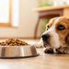 Why Won’t My Dog Eat Her Kibble? Understanding Your Pup's Eating Habits