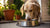 Why Won't My Dog Eat His Food Anymore? Unpacking the Causes and Solutions