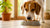 Why Won’t My Dog Eat His Food in the Morning?