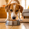 Why Won’t My Dog Eat His Kibble Anymore? Understanding the Reasons and Solutions