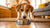 Why Won’t My Dog Eat His Kibble Anymore? Understanding the Reasons and Solutions