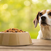Why Won’t My Dog Eat His Kibble? Understanding the Reasons and Solutions