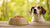 Why Won’t My Dog Eat His Kibble? Understanding the Reasons and Solutions