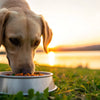 Why Won't My Dog Eat His Raw Food? Discover the Reasons and Solutions