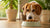 Why Won't My Dog Eat Kibble Anymore? Understanding Your Dog's Feeding Habits