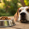 Why Won’t My Dog Eat Kibble? Understanding Your Pup's Eating Habits