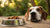 Why Won’t My Dog Eat Kibble? Understanding Your Pup's Eating Habits