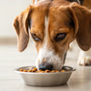 Why Won’t My Dog Eat Raw Food? Understanding Your Picky Eater