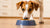 Why Won't My Dog Eat Their Food Anymore? Understanding the Key Reasons and Solutions-140301959407