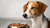Why Won’t My Dog Eat Wet Food? Understanding the Reasons Behind Your Dog's Food Refusal