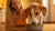 Why Won't My Dog Gain Weight But Eating? Understanding the Causes and Solutions