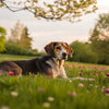 Why Won't My Dog Put on Weight? Understanding and Addressing Canine Weight Issues