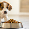 Why Won't My Puppy Eat Dog Food? Understanding and Solving Common Feeding Issues