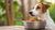 Why Would a Dog Not Eat Their Food? Understanding the Causes and Solutions