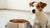 Will a Dog Eat Cat Food? Understanding the Risks and Nutritional Differences