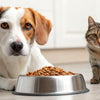 Will a Dog Get Sick From Eating Cat Food?