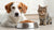 Will a Dog Get Sick from Eating Cat Food? Understanding the Risks and Solutions-140136448239