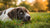 Will a Dog with Bloat Eat Food? Understanding Bloat in Dogs