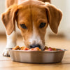 Will a Raw Diet Help My Dog Lose Weight? Exploring the Benefits of Feeding Raw