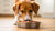 Will a Raw Diet Help My Dog Lose Weight? Exploring the Benefits of Feeding Raw