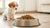 Will Adult Dog Food Give Puppy Diarrhea?