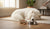 Will Canned Dog Food Cause Diarrhea? Understanding the Connection Between Diet and Digestive Health-141235224815