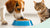 Will Cat Food Hurt Dogs If They Eat It? A Comprehensive Guide for Pet Owners-140218106095