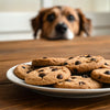 Will Chocolate Chip Cookies Kill a Dog? Understanding the Risks and What to Do
