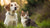 Will Dogs Get Sick from Eating Cat Food? Understanding the Risks and Solutions-140404490479