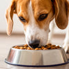 Will Eating Cat Food Make a Dog Sick? Understanding the Risks and Implications