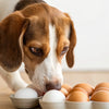 Will Eggs Make My Dog Gain Weight? Understanding the Impact of Eggs on Canine Nutrition