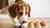 Will Eggs Make My Dog Gain Weight? Understanding the Impact of Eggs on Canine Nutrition