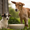 Will Goat Milk Help My Dog Gain Weight? Exploring the Benefits and Best Practices