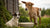 Will Goat Milk Help My Dog Gain Weight? Exploring the Benefits and Best Practices