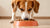 Will High Protein Dog Food Help My Dog Gain Weight?