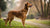 Will High Protein Dog Food Make My Dog Gain Weight? Exploring the Myths and Realities