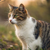 Will It Hurt a Cat to Eat Dry Dog Food? Understanding the Risks and Nutritional Needs