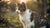 Will It Hurt a Cat to Eat Dry Dog Food? Understanding the Risks and Nutritional Needs