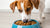 Will It Hurt a Dog to Eat Dry Cat Food? A Comprehensive Guide for Pet Owners-140216991983