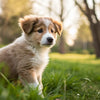 Will It Hurt a Puppy to Eat Adult Dog Food? Understanding the Nutritional Needs of Growing Pups