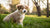 Will It Hurt a Puppy to Eat Adult Dog Food? Understanding the Nutritional Needs of Growing Pups