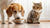 Will It Hurt My Dog to Eat Cat Food? Debunking Common Myths and Understanding the Risks