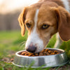 Will My Dog Eventually Eat His Food? Understanding the Hunger Strike
