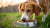 Will My Dog Eventually Eat His Food? Understanding Canine Eating Behaviors