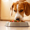 Will My Dog Eventually Eat His New Food? Strategies for Picky Eaters