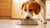 Will My Dog Eventually Eat His New Food? Strategies for Picky Eaters